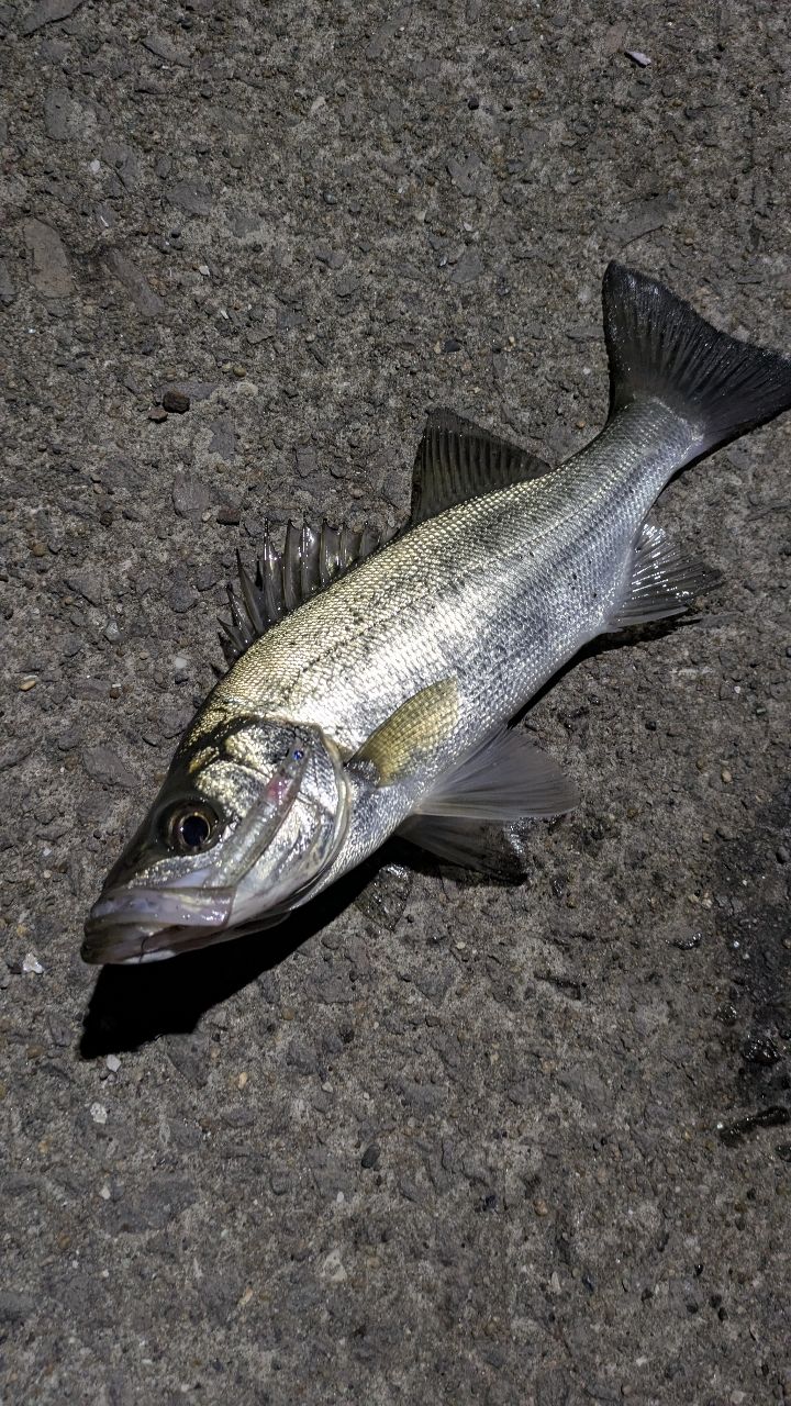 セイゴ（ヒラスズキ）