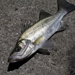 セイゴ(ヒラスズキ)