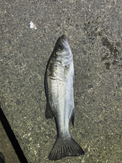 セイゴ（マルスズキ）の釣果