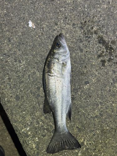 セイゴ（マルスズキ）の釣果