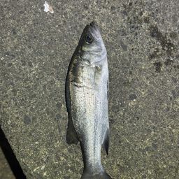 セイゴ（マルスズキ）