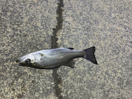 セイゴ（マルスズキ）の釣果