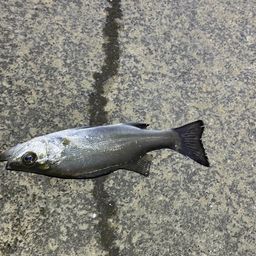 セイゴ（マルスズキ）