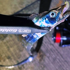 タチウオの釣果