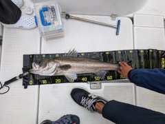 マルスズキの釣果