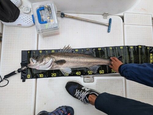 マルスズキの釣果