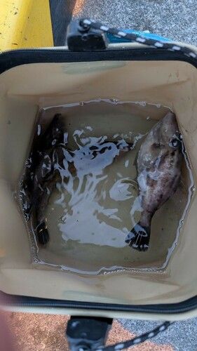 カワハギの釣果