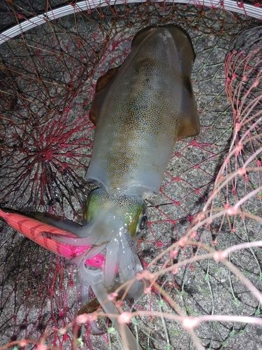 アオリイカの釣果