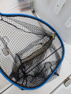 マルスズキの釣果