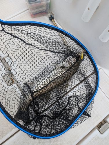 マルスズキの釣果