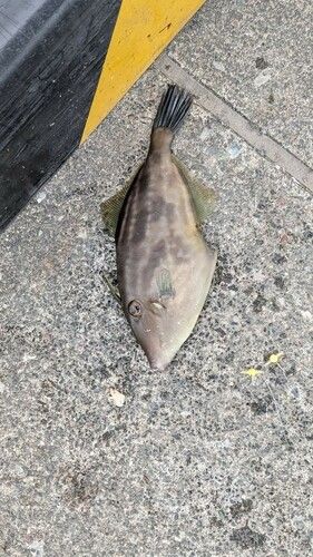 カワハギの釣果