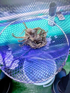 イイダコの釣果