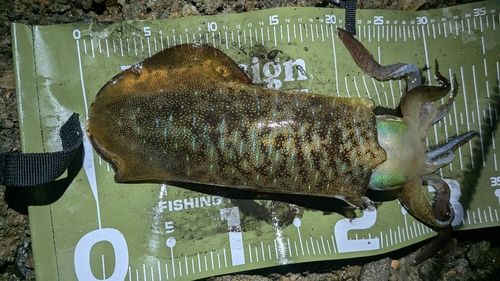 アオリイカの釣果