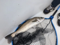 マルスズキの釣果