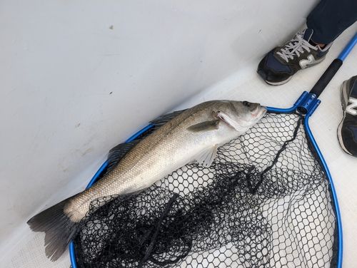 マルスズキの釣果