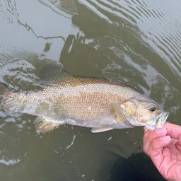 スモールマウスバス