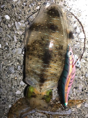 周防大島(屋代島)