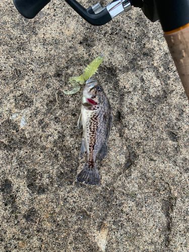 クロソイの釣果