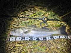 スズキの釣果