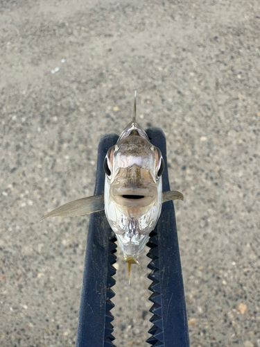 ヒイラギの釣果