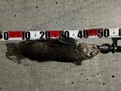 アイナメの釣果