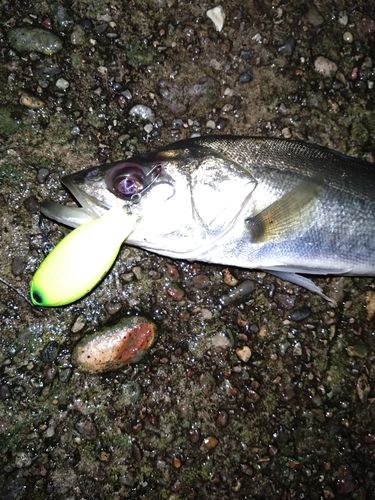 セイゴ（マルスズキ）の釣果