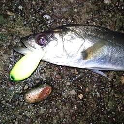 セイゴ(マルスズキ)