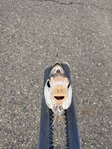 ヒイラギの釣果