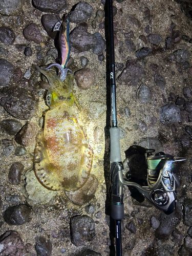 アオリイカの釣果