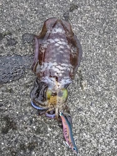 アオリイカの釣果