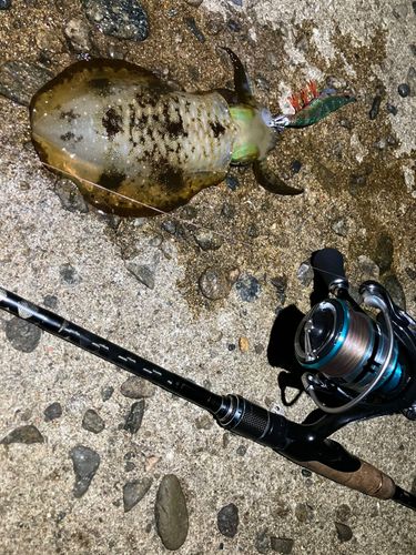 アオリイカの釣果