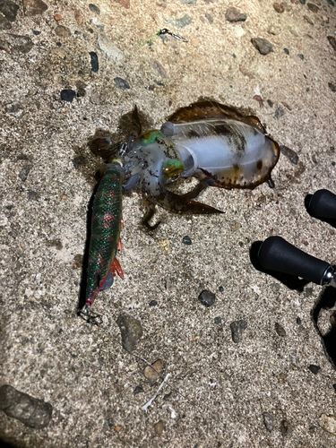 アオリイカの釣果
