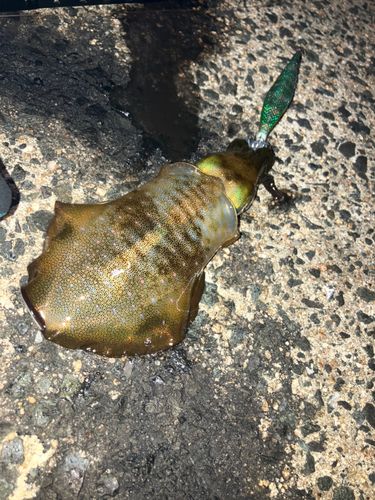 アオリイカの釣果