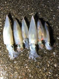 ヤリイカの釣果