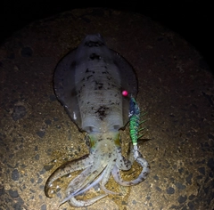 アオリイカの釣果