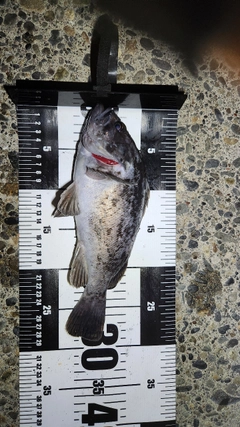 クロソイの釣果