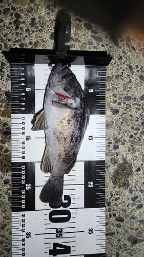 クロソイの釣果