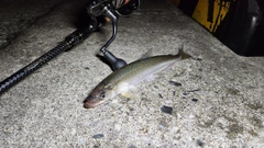 キュウリウオの釣果