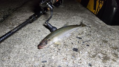 キュウリウオの釣果