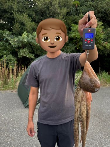 タコの釣果