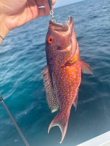 バラハタの釣果