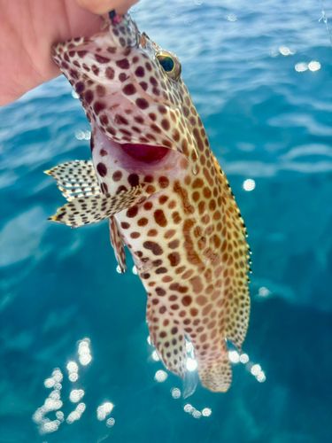 イシミーバイの釣果