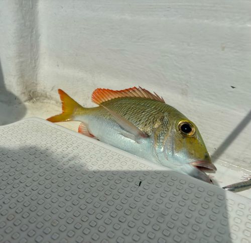 クチナジの釣果