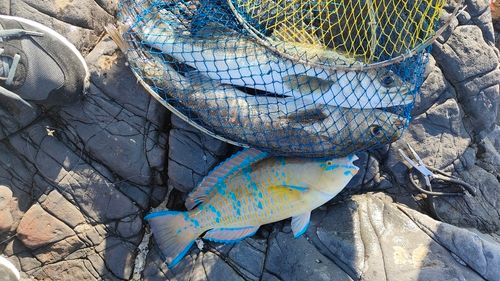 ヒブダイの釣果