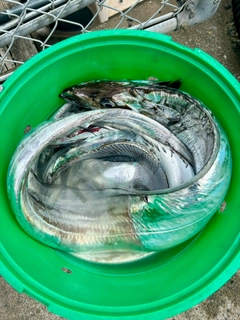 タチウオの釣果