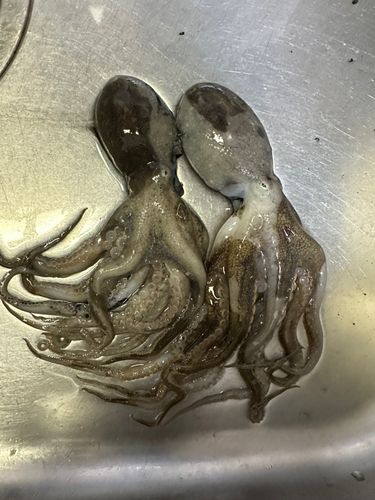 イイダコの釣果