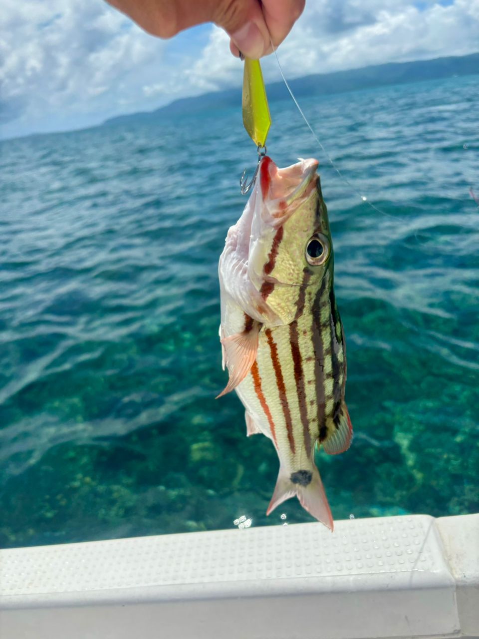 アミメフエダイ