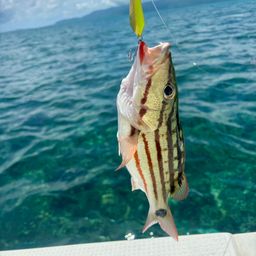 アミメフエダイ