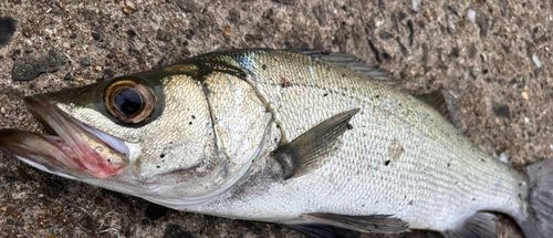 ヒラスズキの釣果