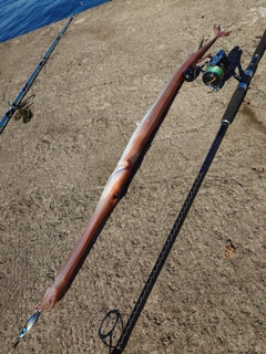 アカヤガラの釣果